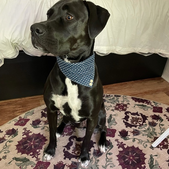 Bandana Dog collar